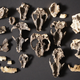 Mammal skulls and jaws uncovered at the Corral Bluffs site in Colorado.